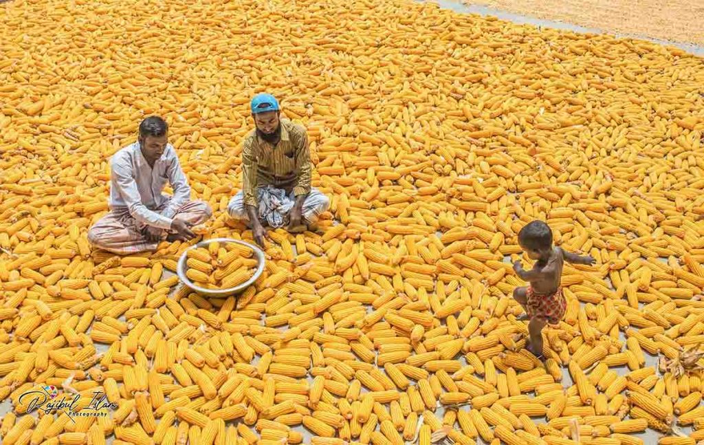 Maize Territory -photography by md. rajibul islam